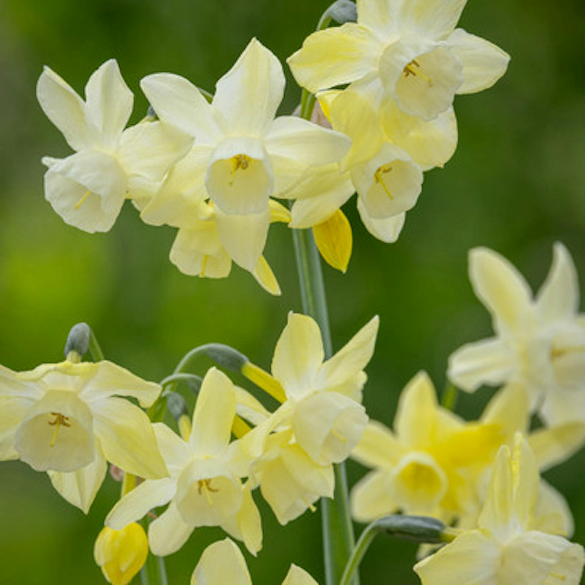 Narcissus 'Moonlight Sensation'