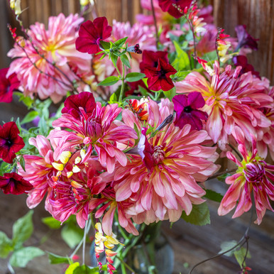 Dahlia 'Dutch Delight'