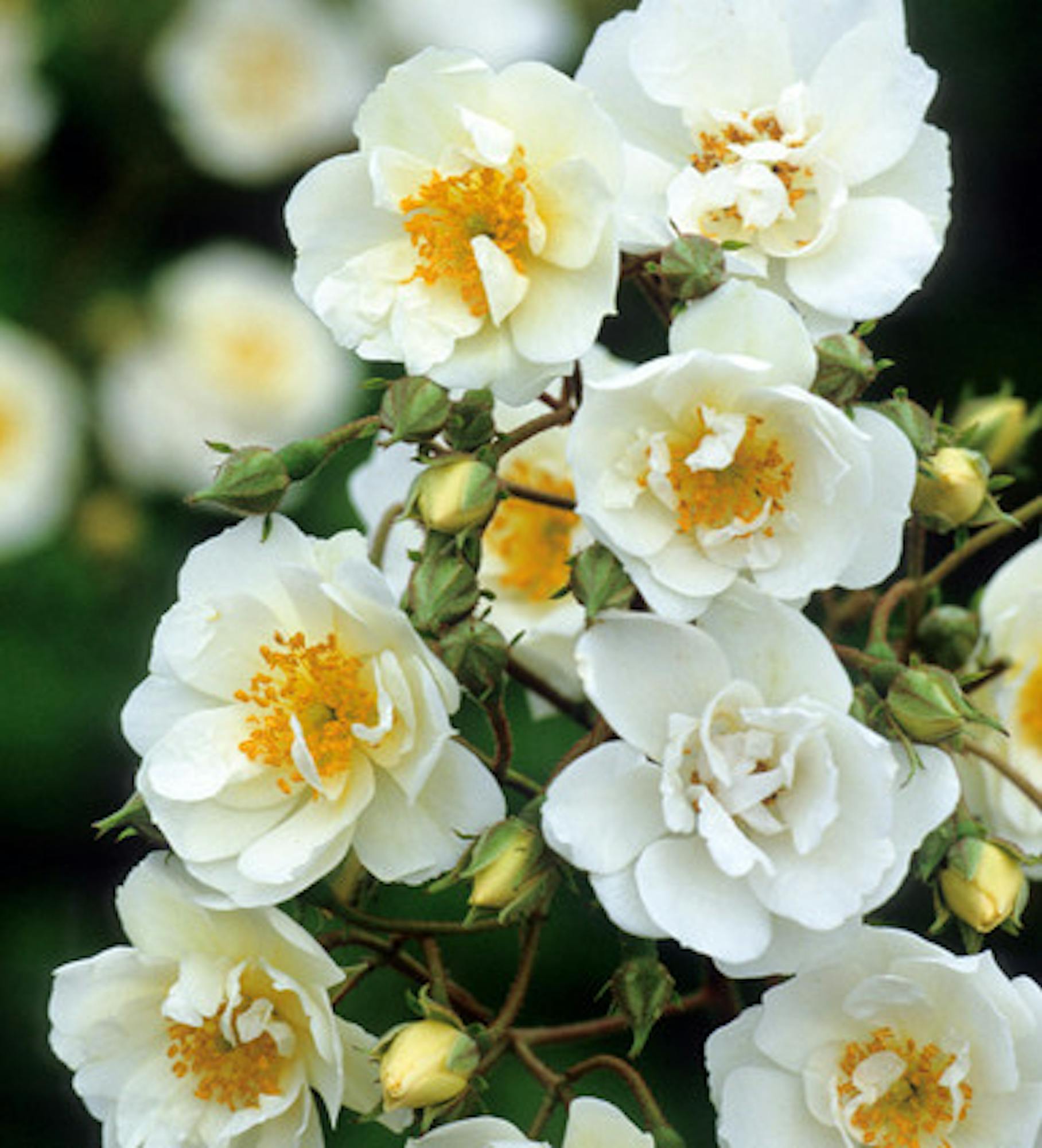 Rosa 'Rambling Rector'