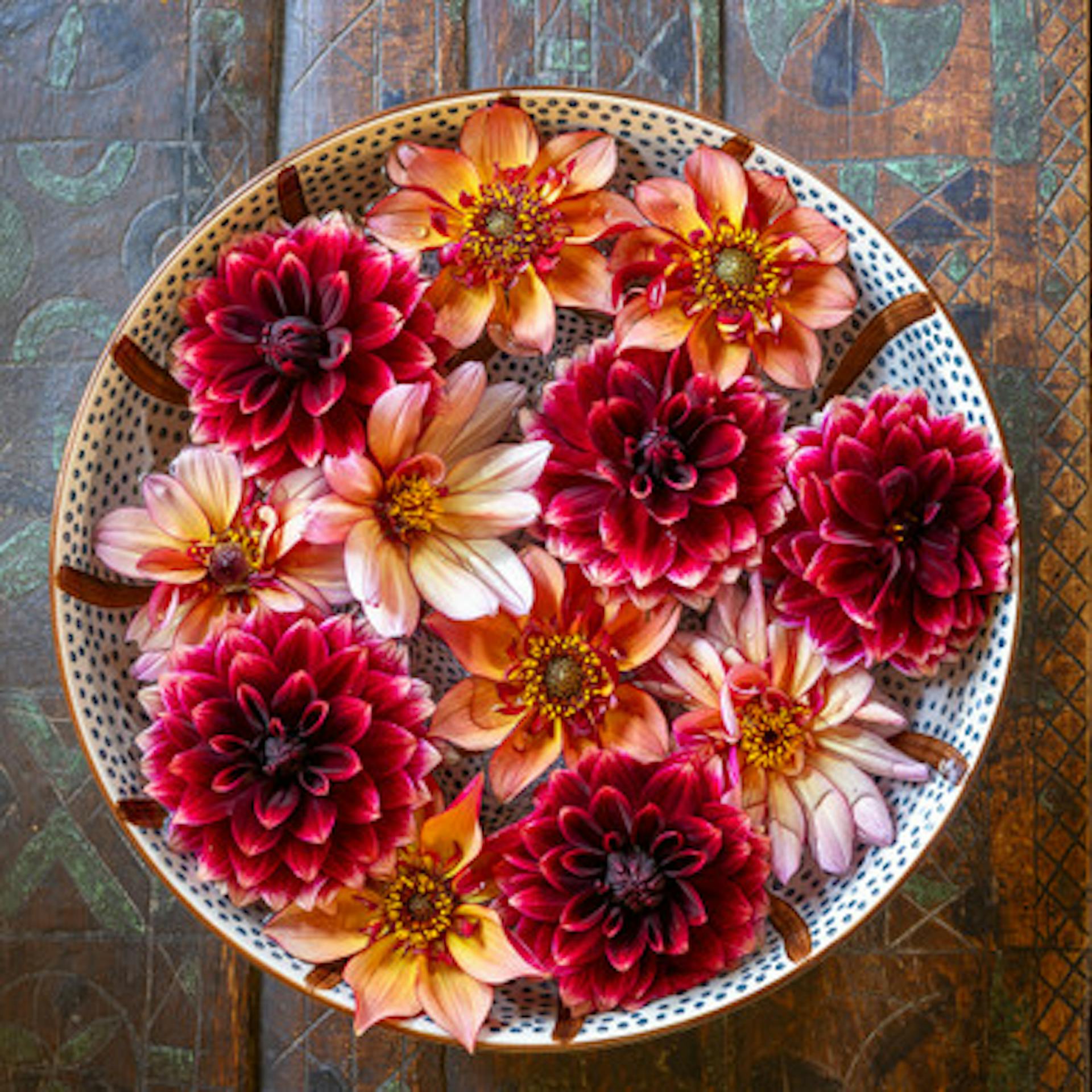 You-Can't-Beat-These-Dahlia Collection