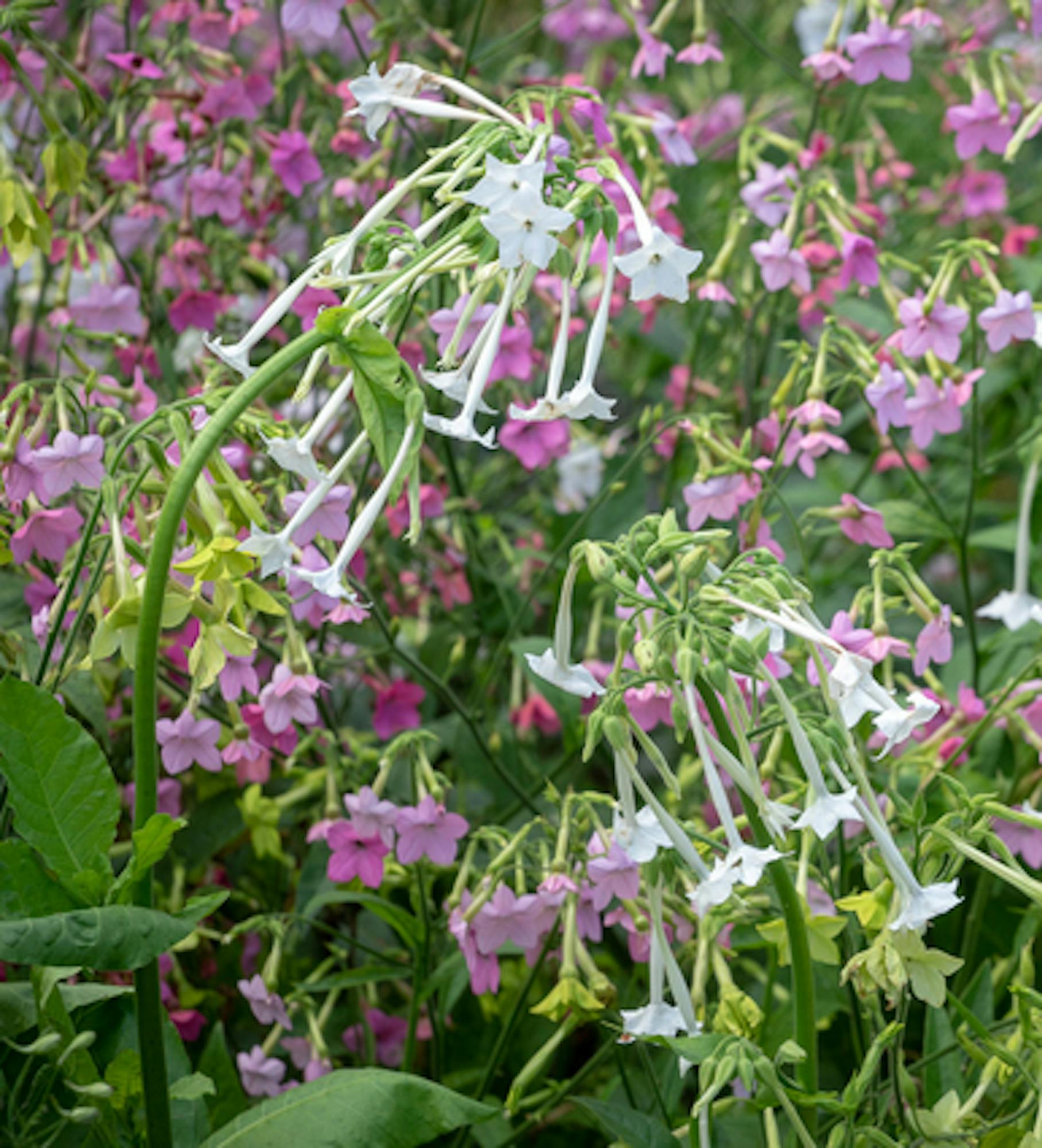 Nicotiana sylvestris 'Only the Lonely'