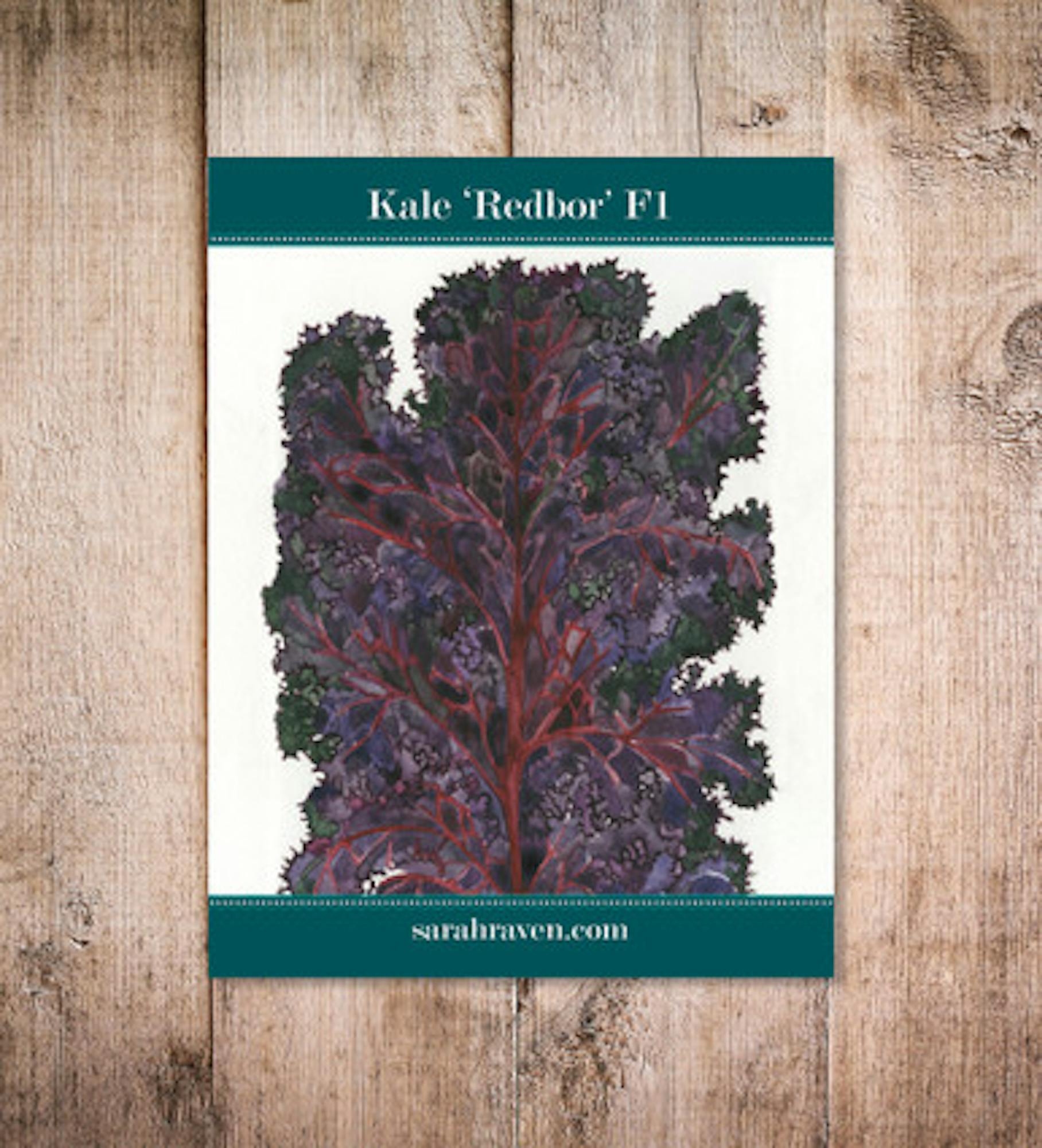 Kale 'Redbor' F1