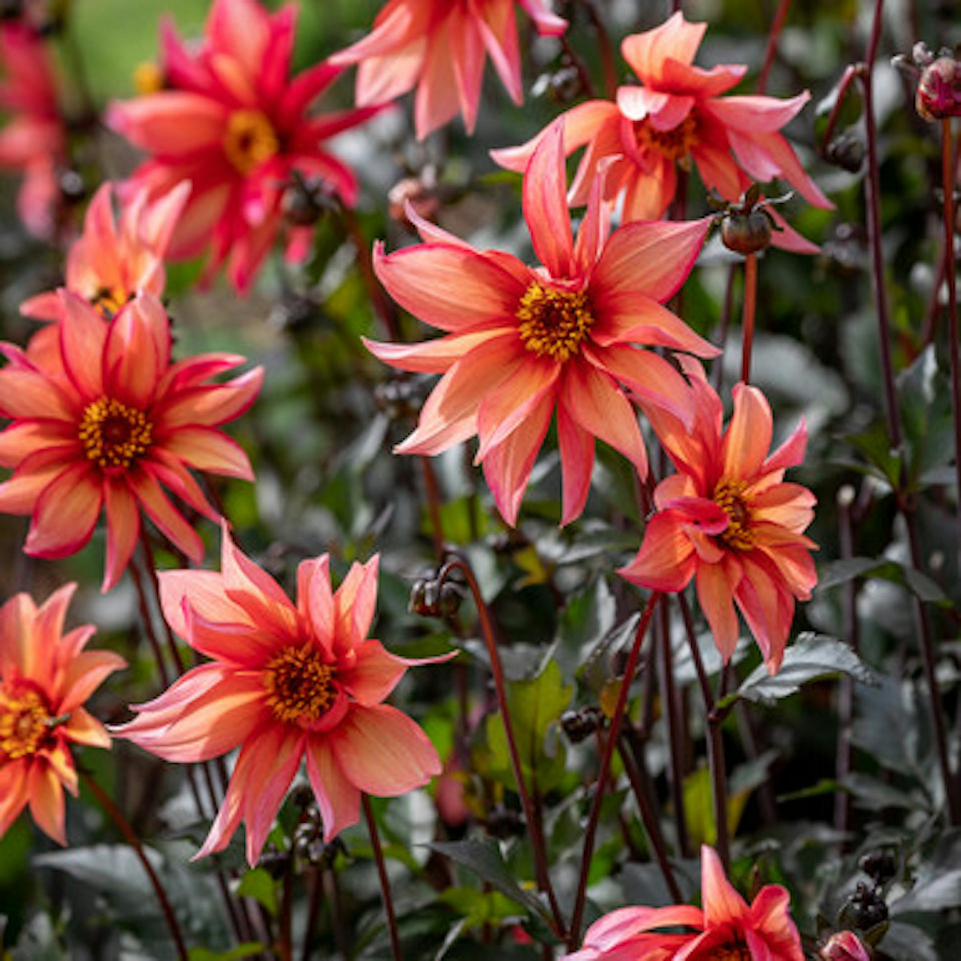 Dahlia 'Waltzing Mathilda'
