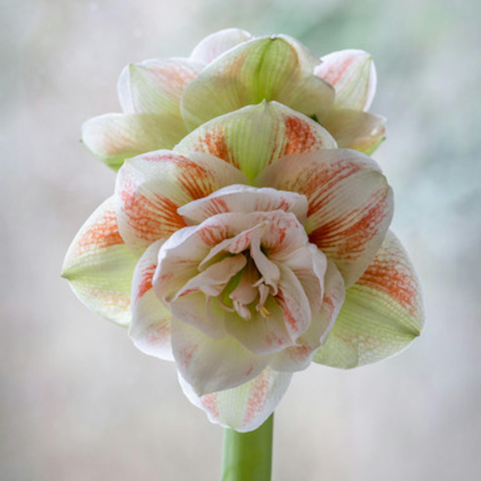 Amaryllis 'Nymph'