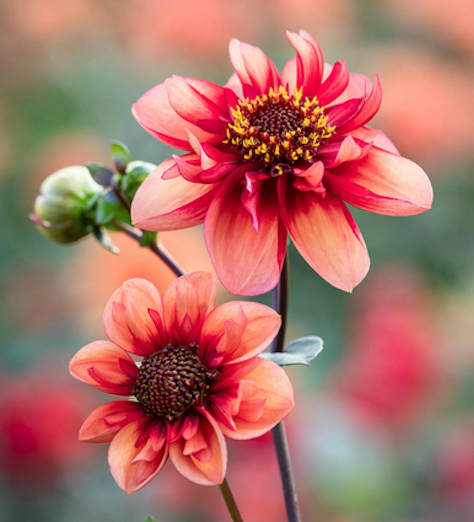 A World of Dahlias Collection