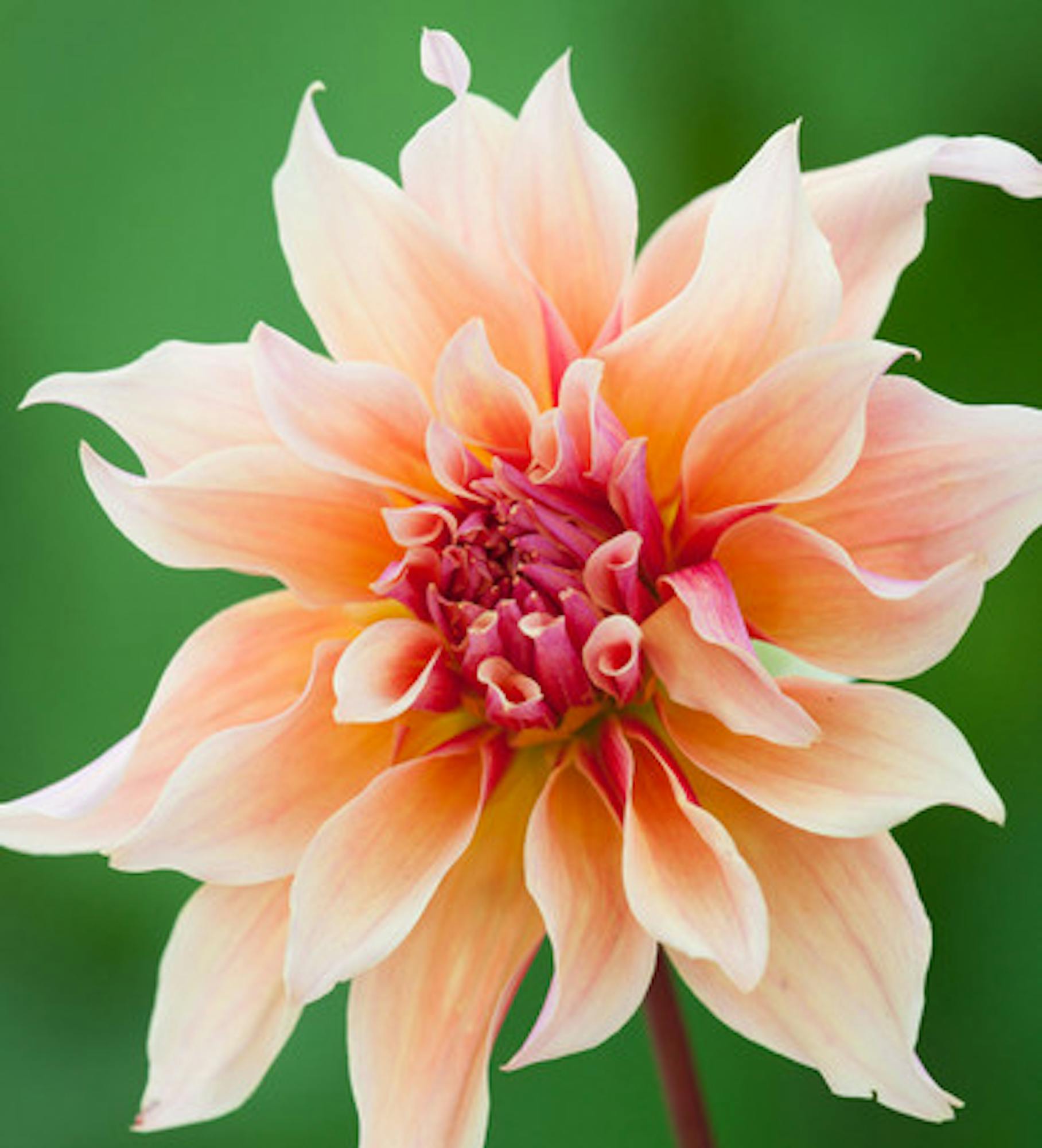 Dahlia 'Labyrinth'