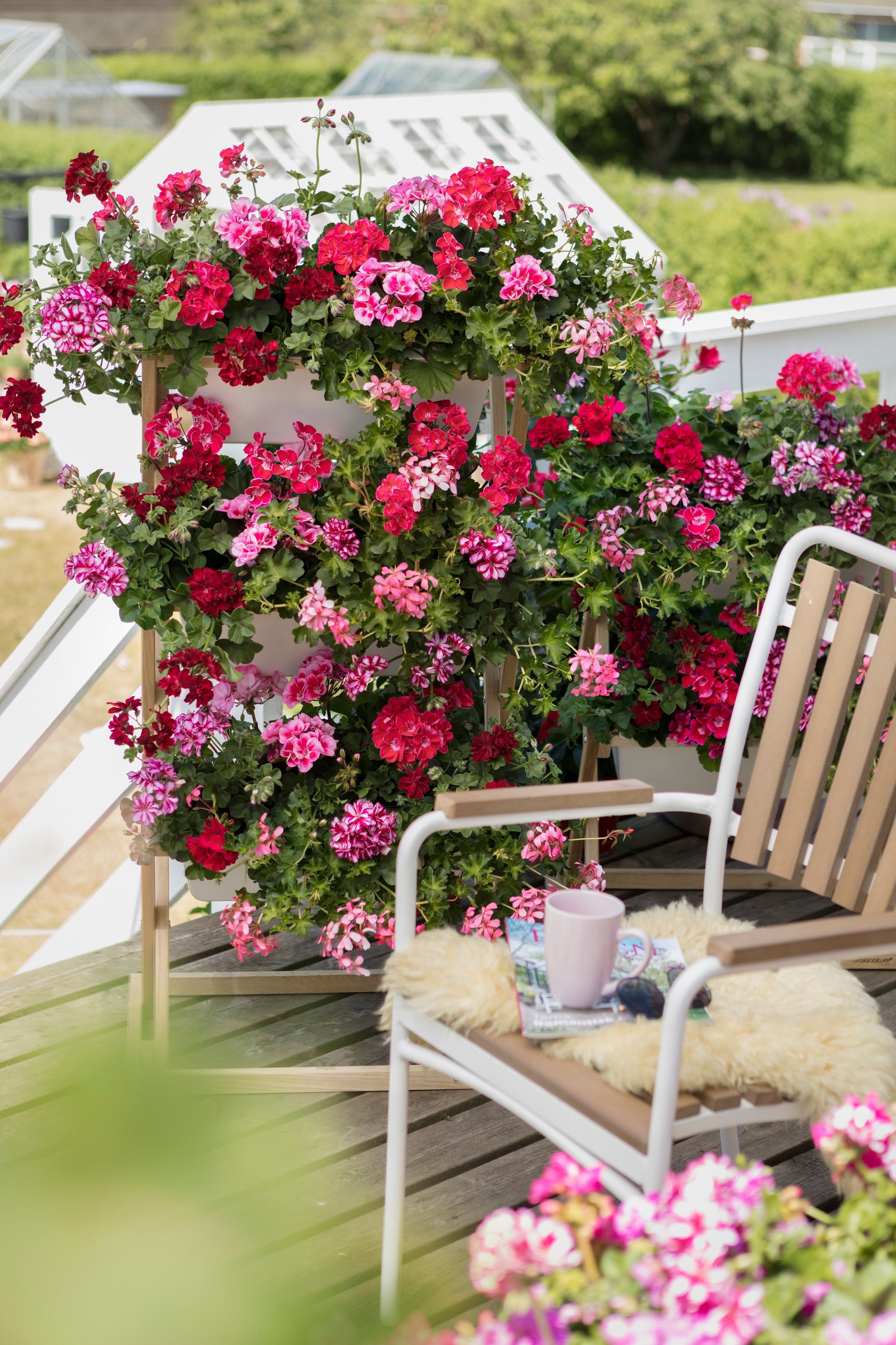 Geranium Dividers Flexible Pretty And Easy Care