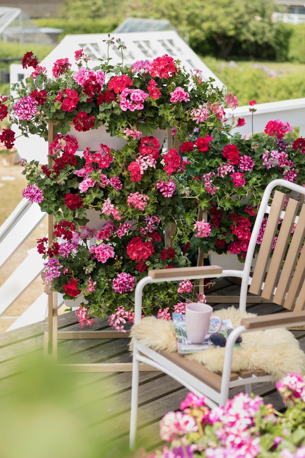 Geranium Dividers Flexible Pretty And Easy Care