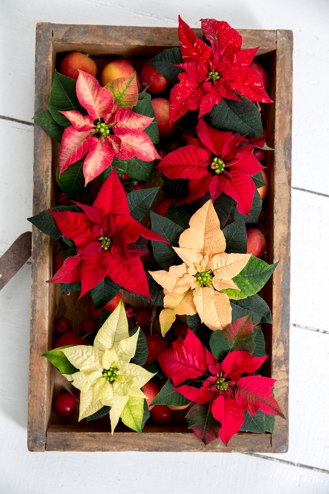 Stella Di Natale Cura E Manutenzione.La Carica Delle 100 E 50 Stelle Di Natale