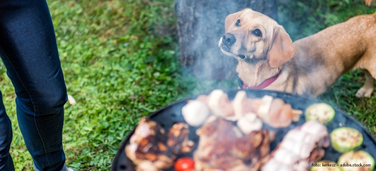 Grillen mit dem Hund Tierische Tipps von DAS FUTTERHAUS