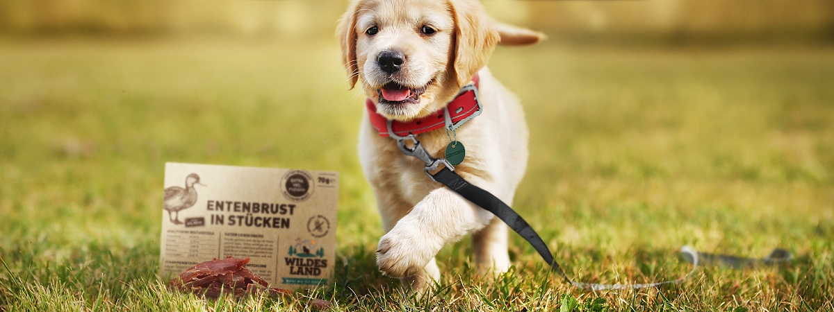 Hund Zieht An Der Leine Und Schnüffelt