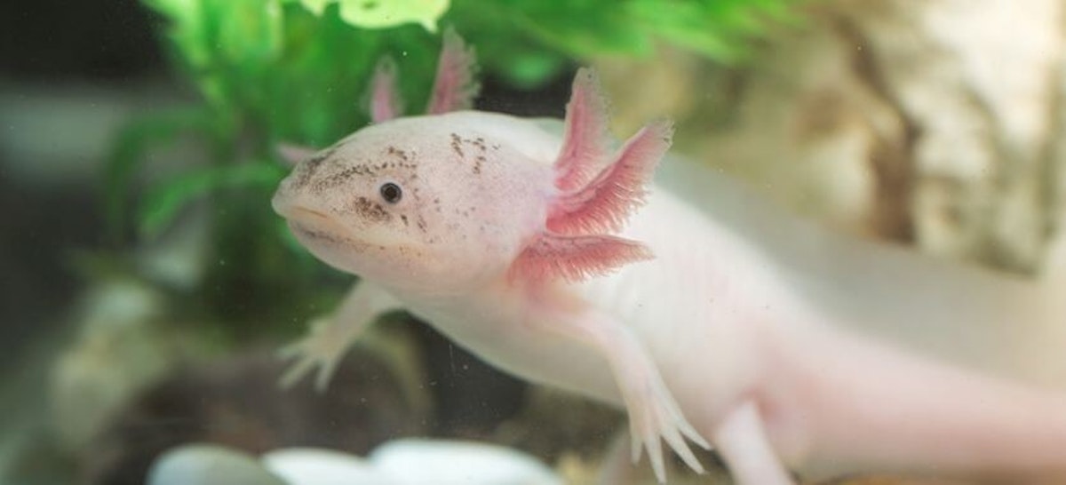 Der Axolotl im Portrait | Tierische Tipps von DAS FUTTERHAUS