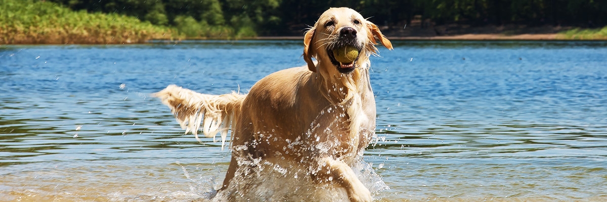 Ausflugsziele mit Hund in München pets Premium