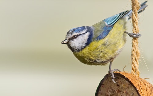 Attract Wild Birds To Your Garden | Petstop.ie