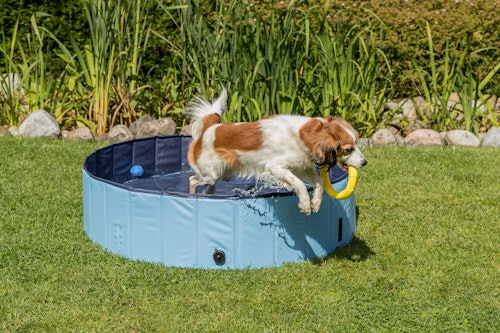 Keep your pets cool this summer