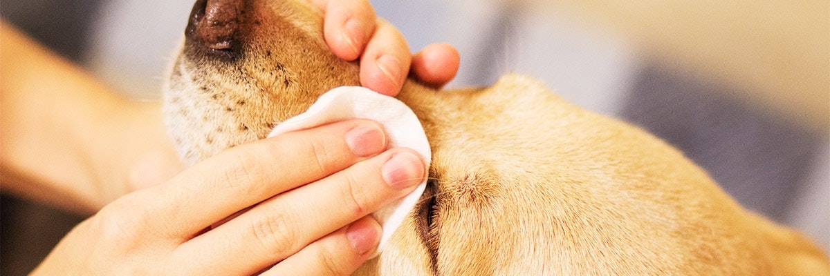 Warum tränen die Augen beim Hund? | pets Premium