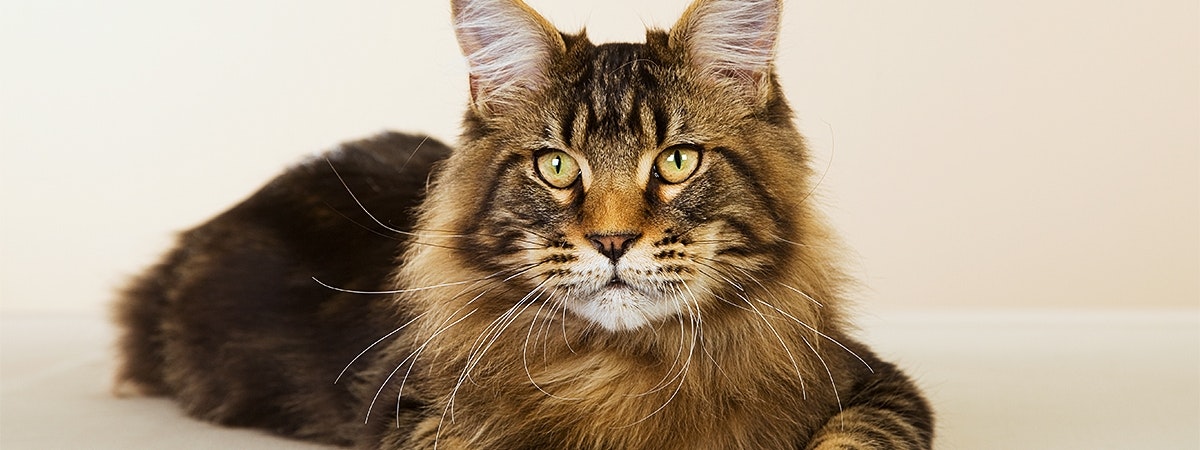 Rasseportrait Maine Coon Pets Premium