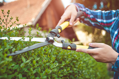Hedge Cutting