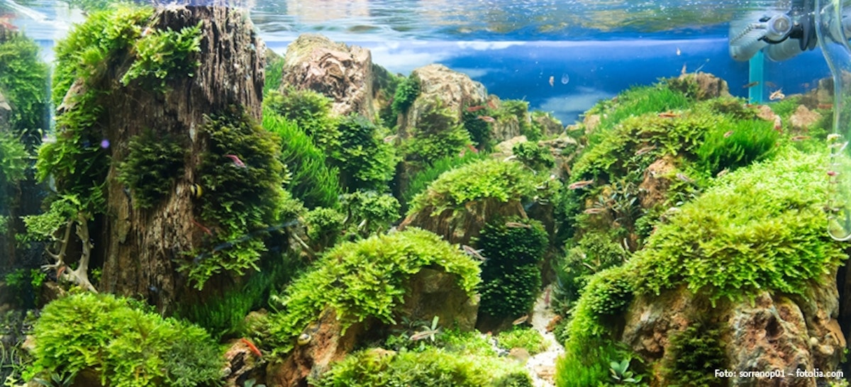 Aquascaping - von der Natur inspiriert | DAS FUTTERHAUS