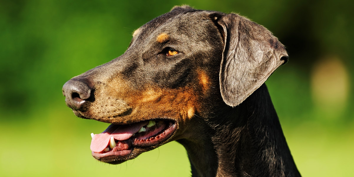 Hunderasse Dobermann Im Portrait Pets Premium