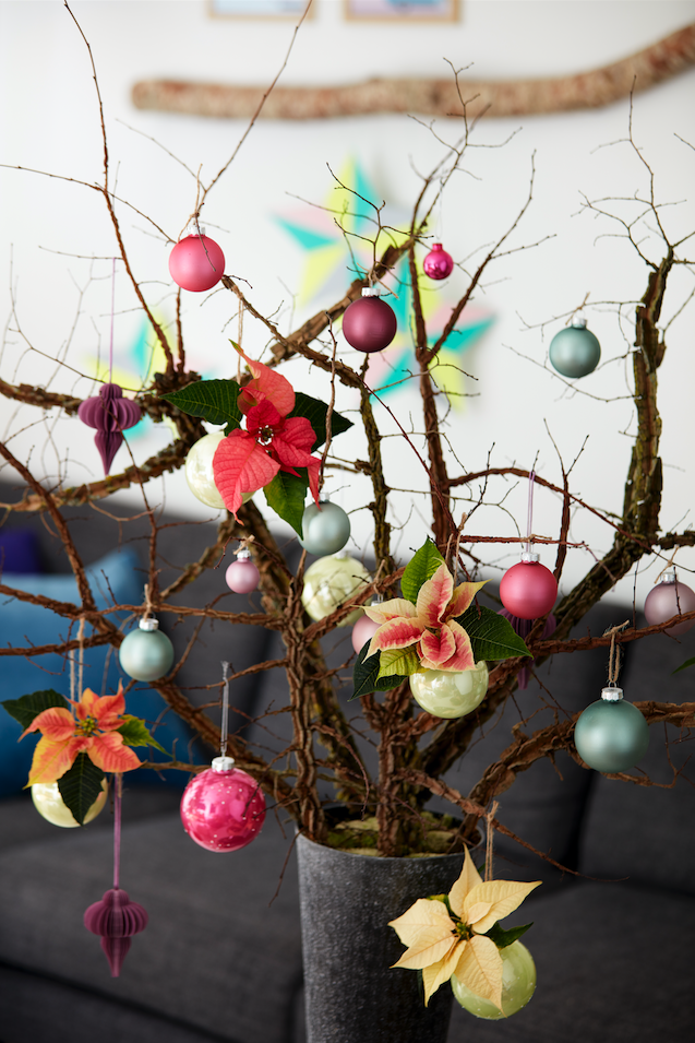 Stella Di Natale Morta.Scegli La Tua Stella