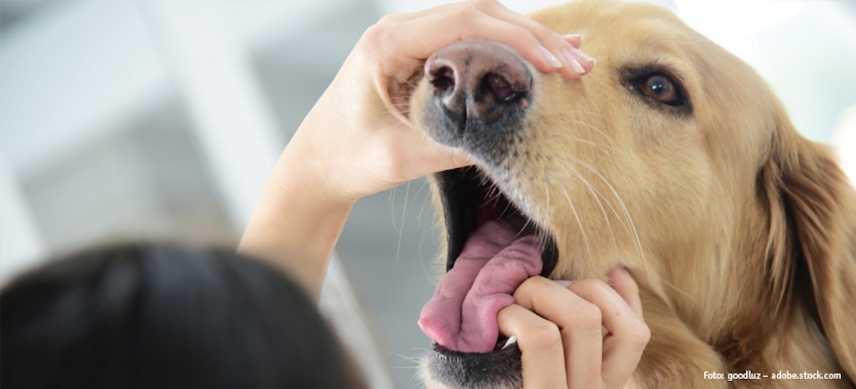 Gesundheitscheck für Hunden DAS FUTTERHAUS