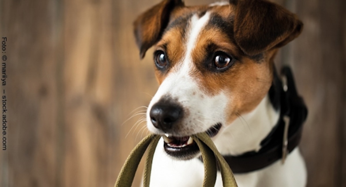 Leinentraining mit dem Hund DAS FUTTERHAUS