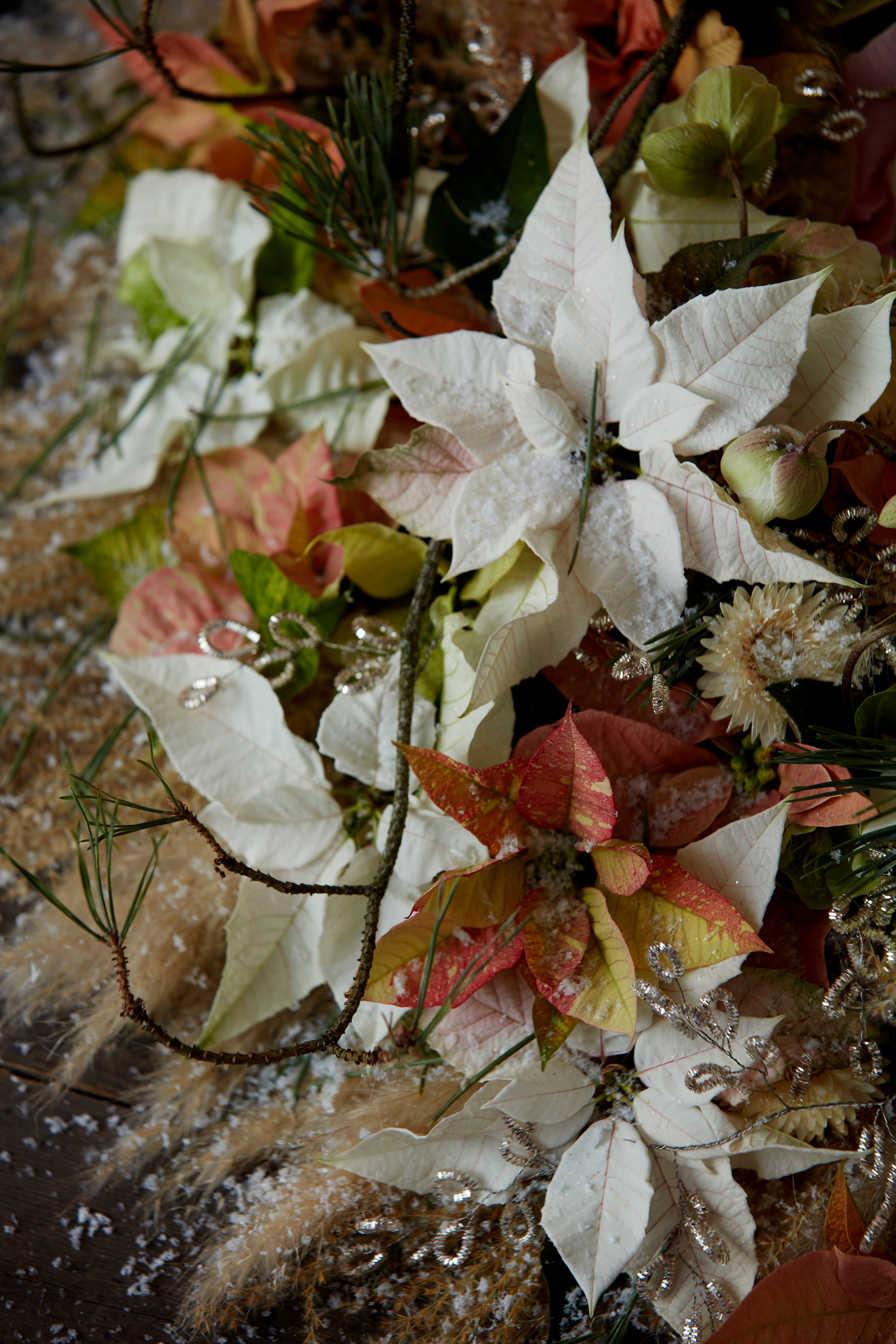 Weihnachtssterne Vor Frost Schützen Landwirtschaftskammer