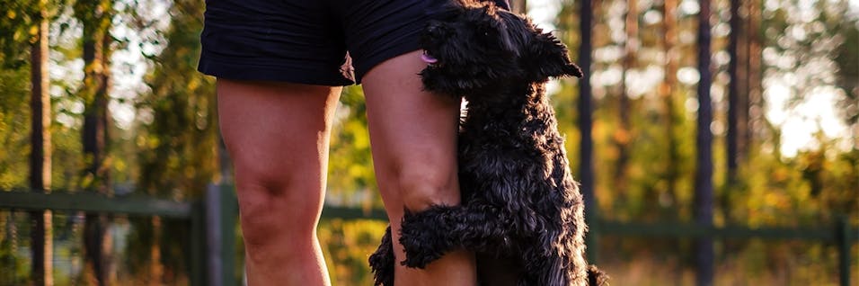 geschlechtsreife pubertat beim hund pets premium