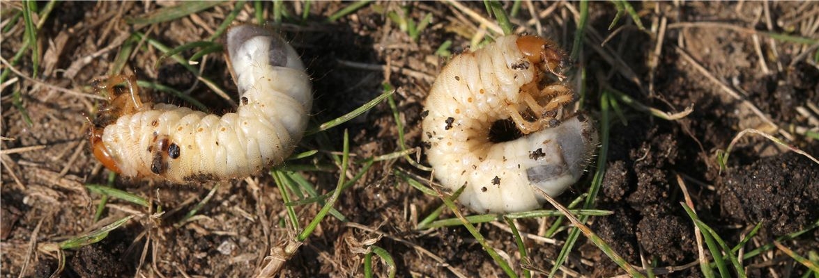 Common Lawn Care Pests And How To Deal With Them Flymo