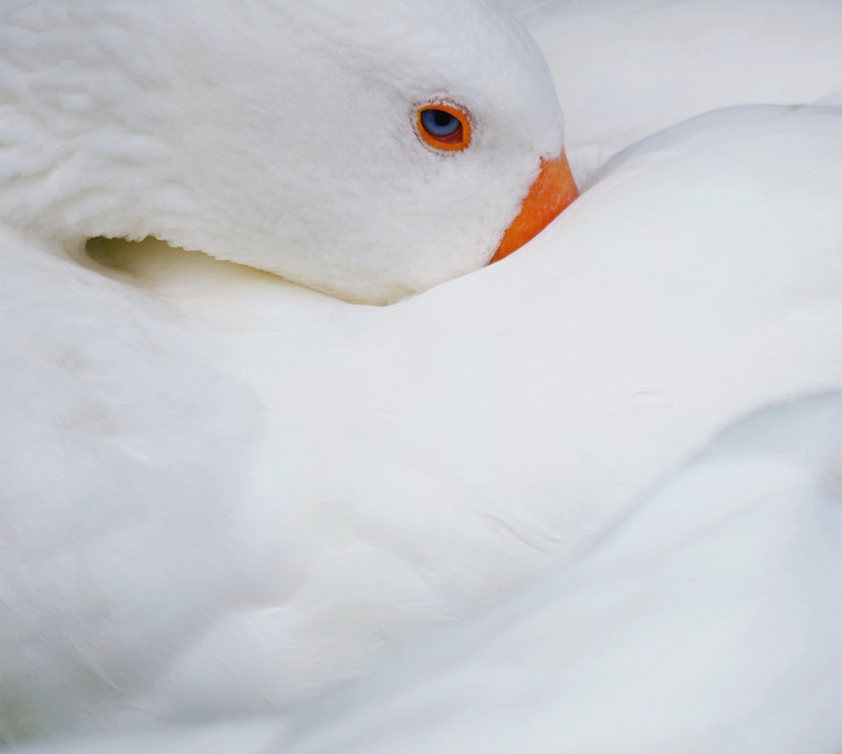 Die große Daunen-Vielfalt von BETTENRID
