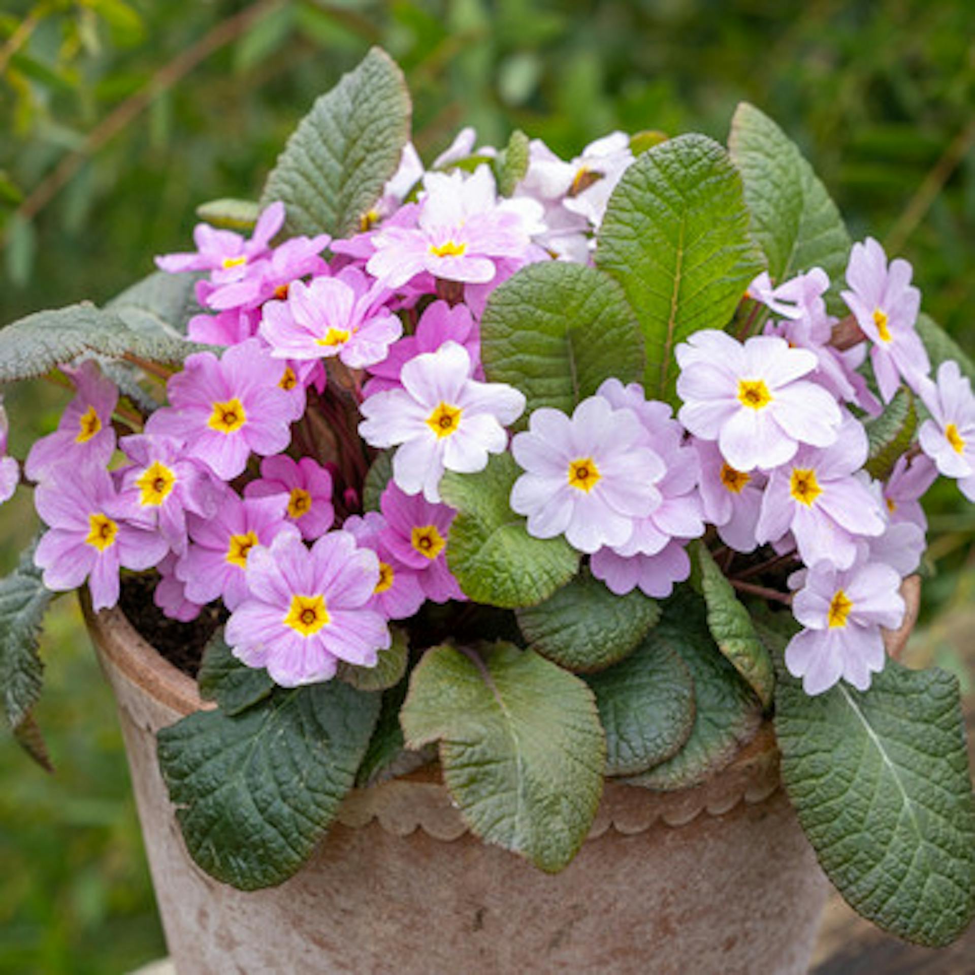 Primula 'Obsidian Antique Rose'