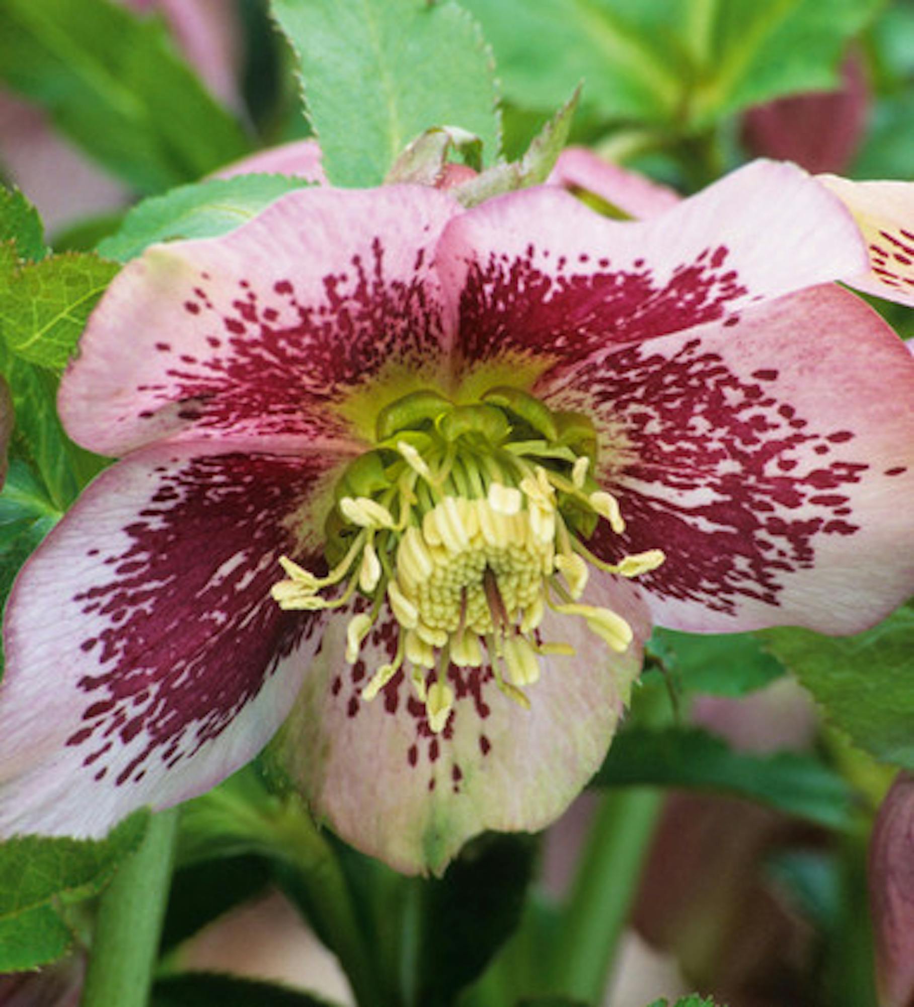 Helleborus orientalis 'Pretty Ellen Spotted'