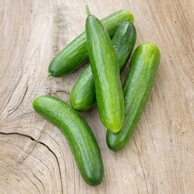 Cucumber 'Baby Rocky' F1 (Grafted)