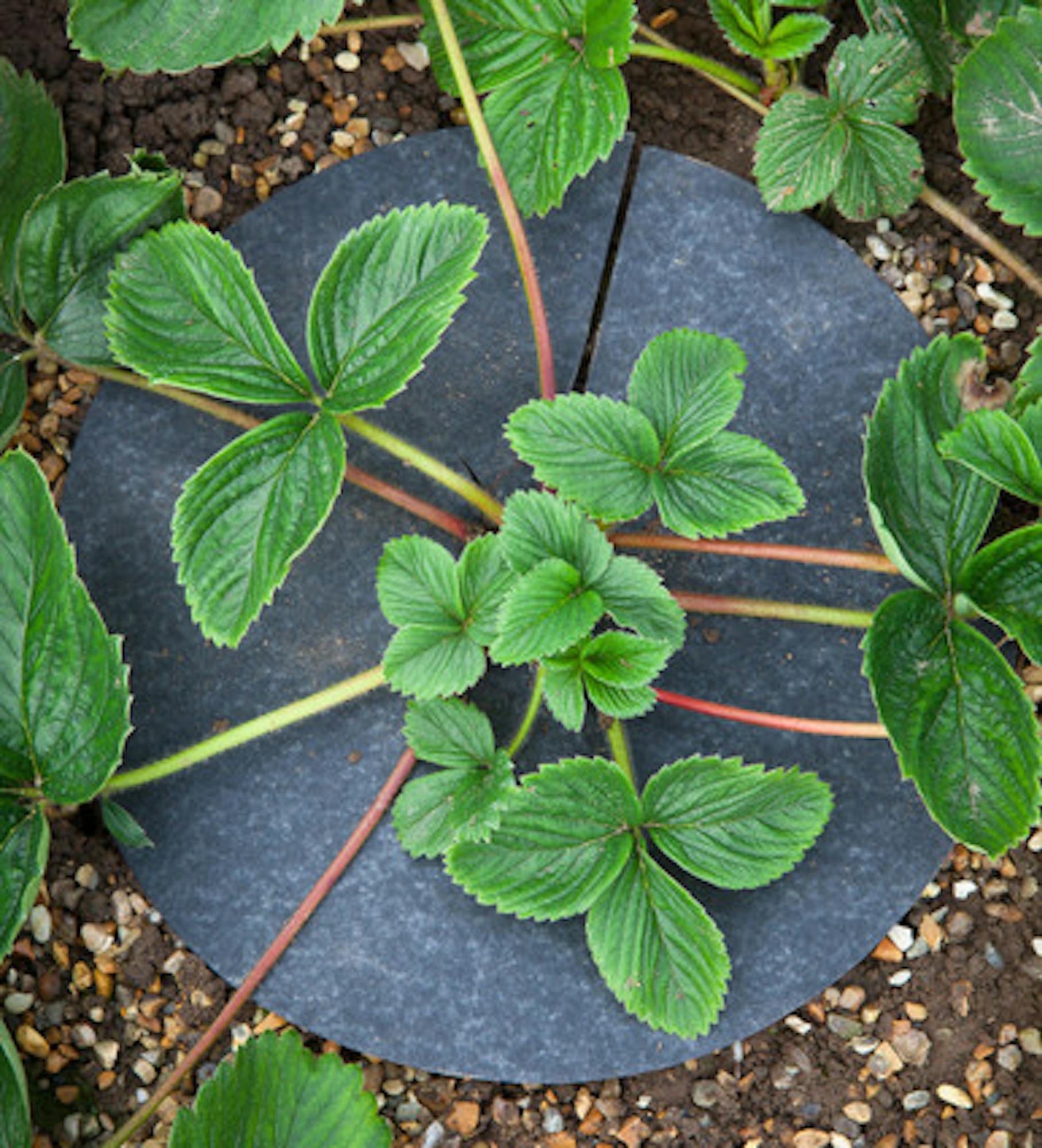 Strawberry Mats