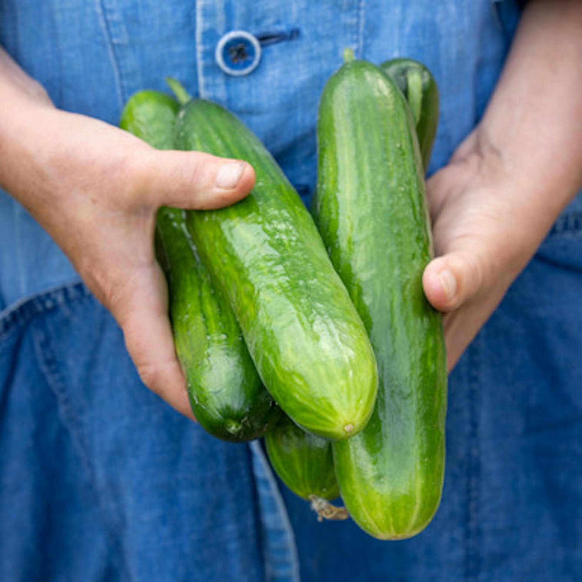 Cucumber 'Socrates' F1 (Grafted)