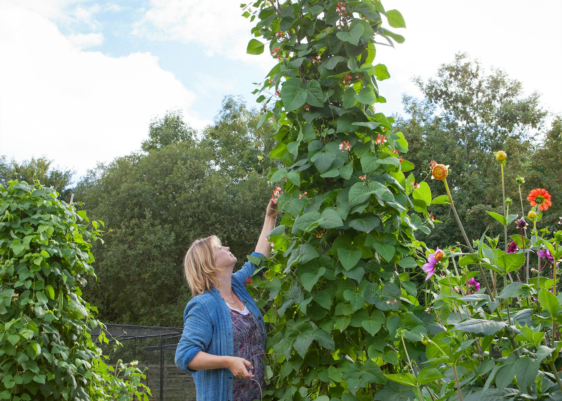 How to Plant, Grow & Care for Runner Beans Sarah Raven