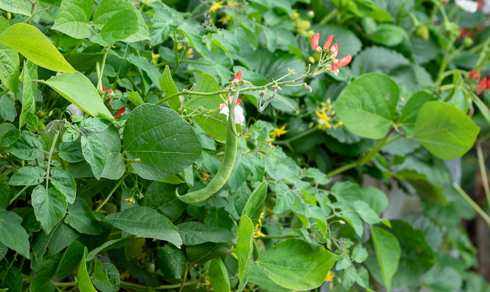 Cleaning up the Scarlet runner beans and storing the tubers for a head