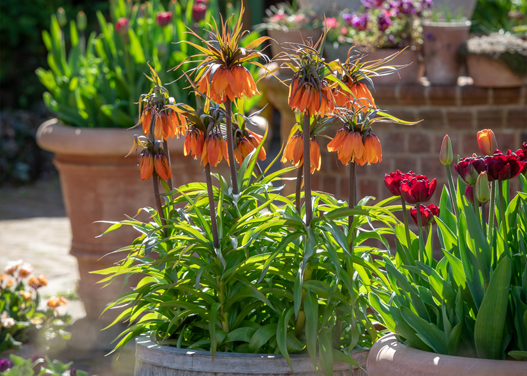 How To Plant, Grow & Care For Fritillaries | Sarah Raven