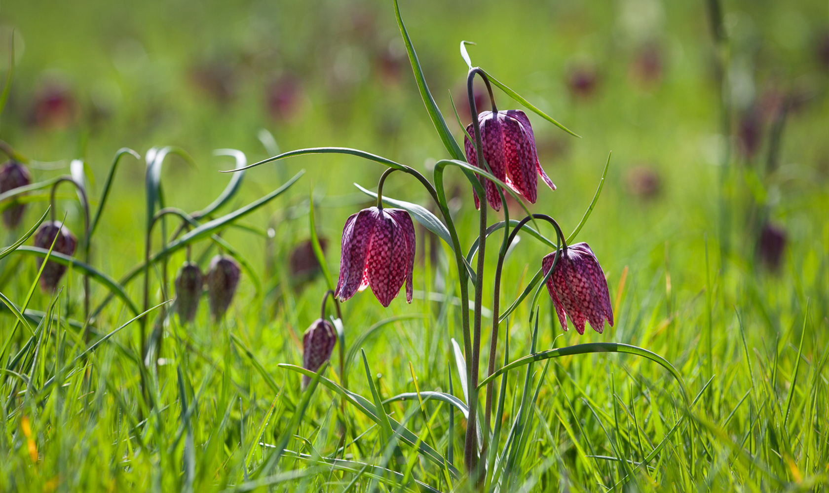 How To Plant, Grow & Care For Fritillaries | Sarah Raven