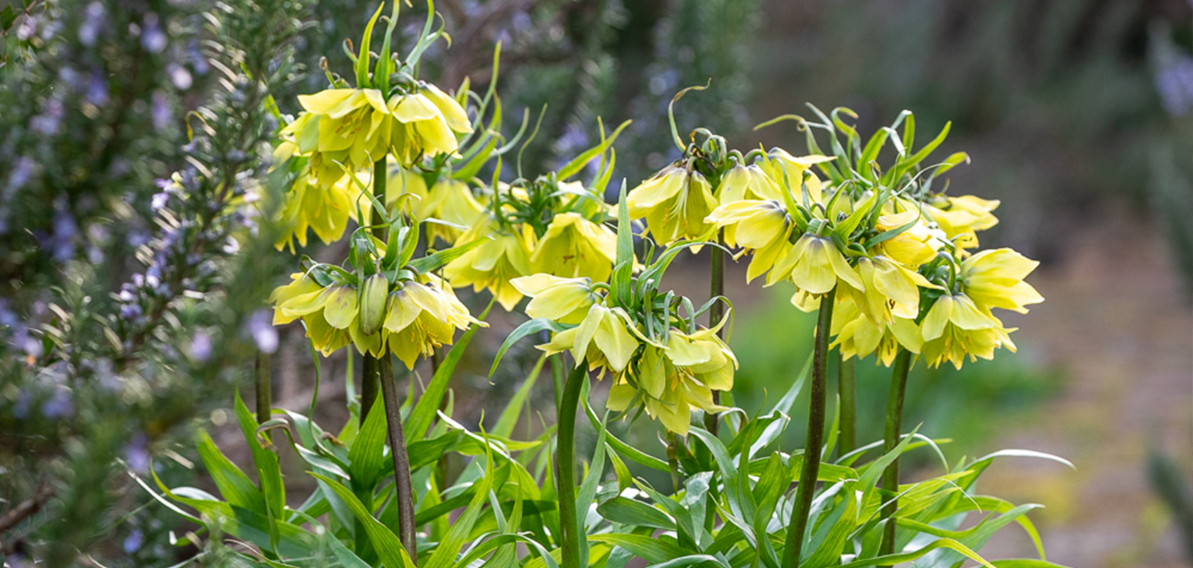 How To Plant, Grow & Care For Fritillaries | Sarah Raven