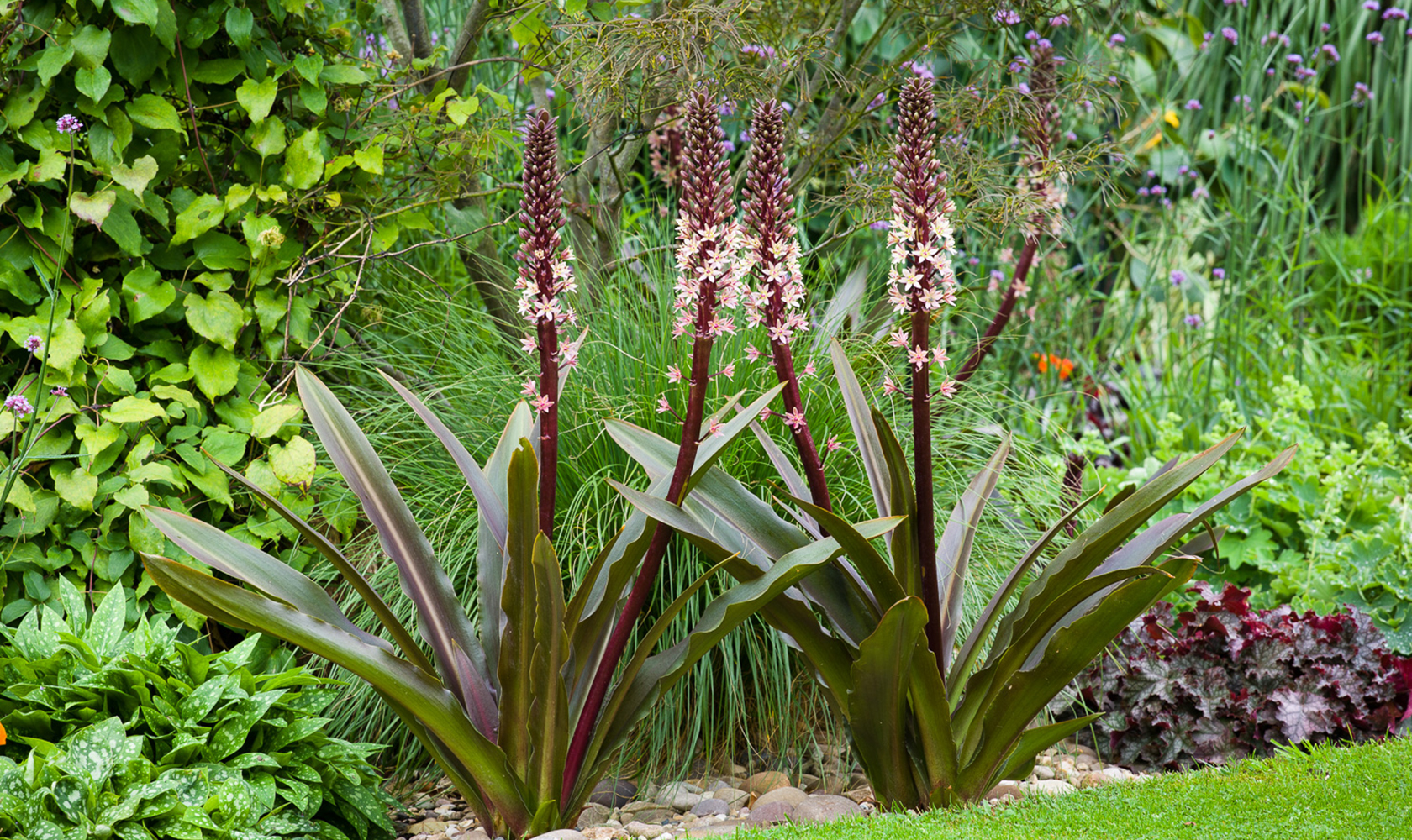 Image of Eucomis companion plant for agapanthus