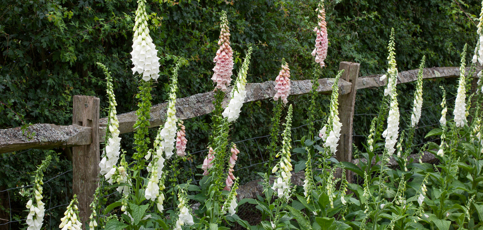 Image of Foxglove companion plant for hollyhocks