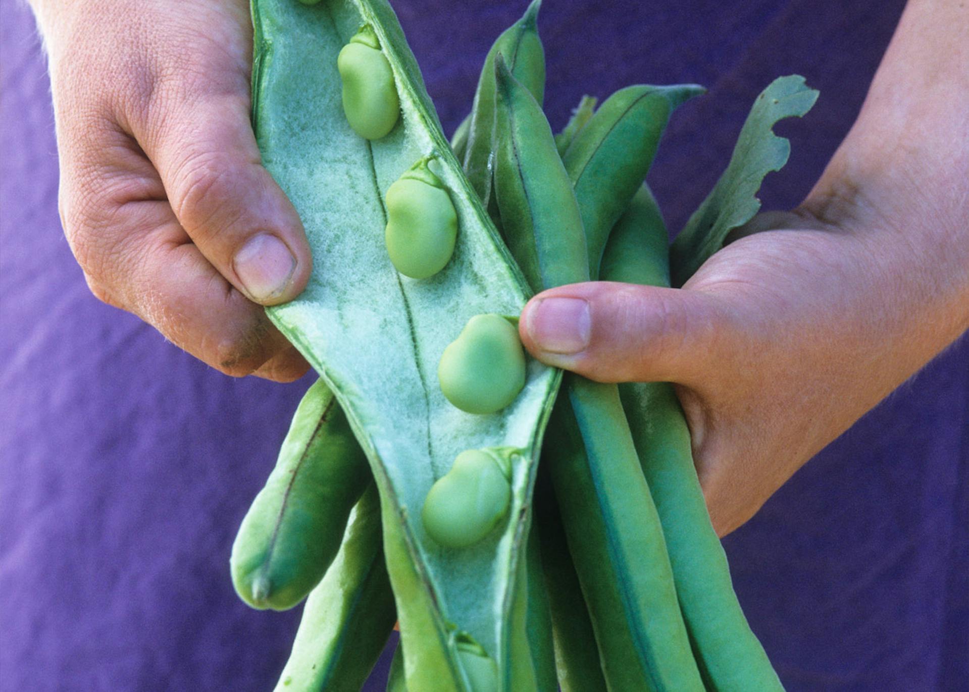 How to Plant, Grow & Care for Broad Beans Sarah Raven