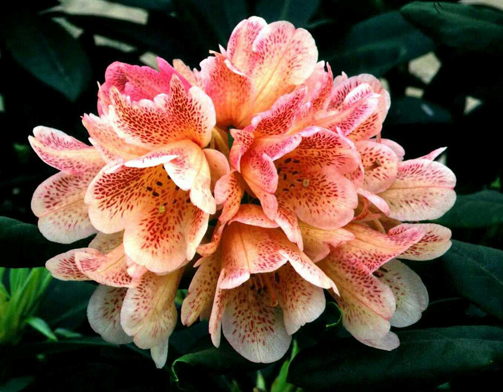 Rhododendron Firelight