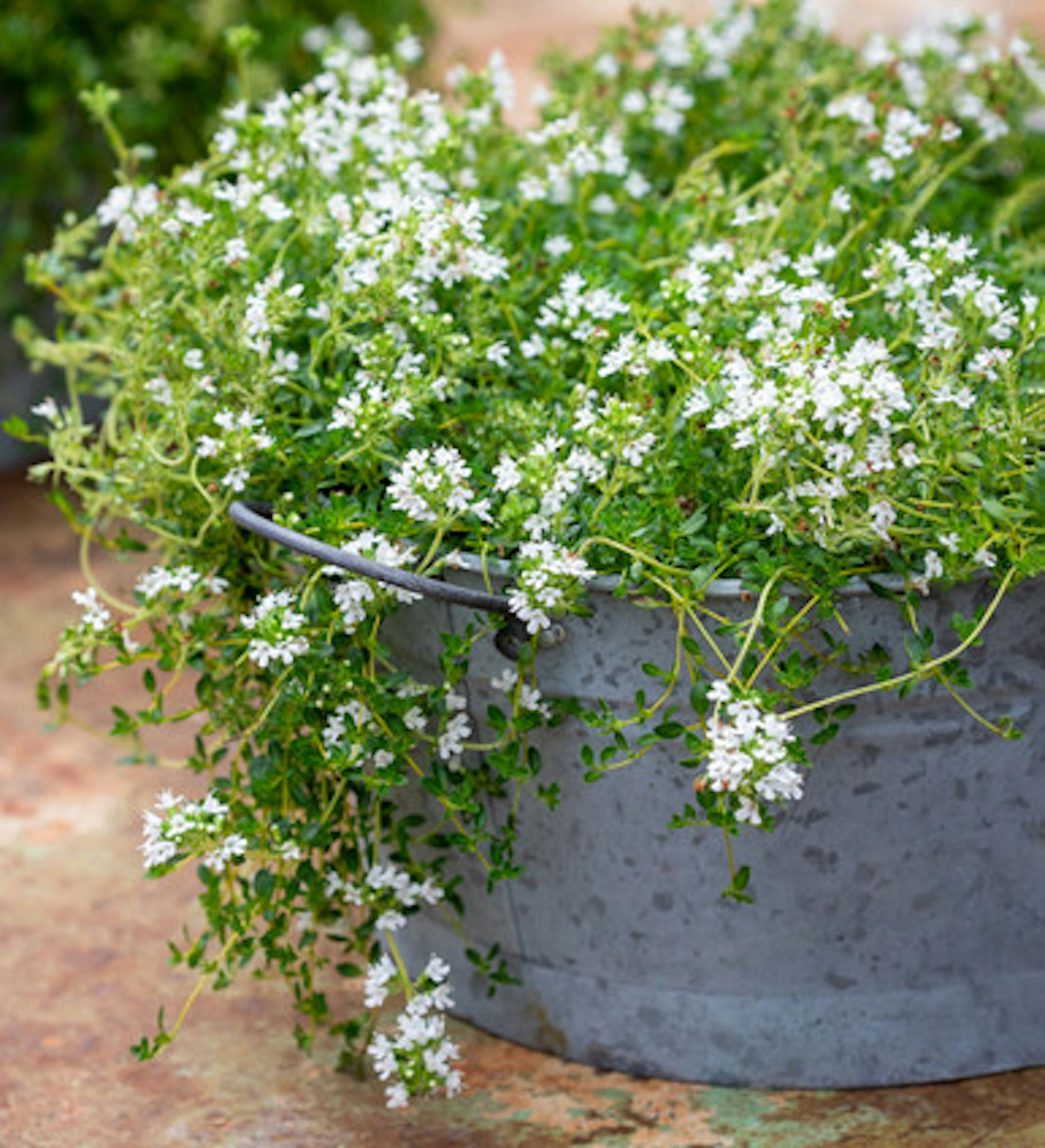 Thyme 'Creeping White'