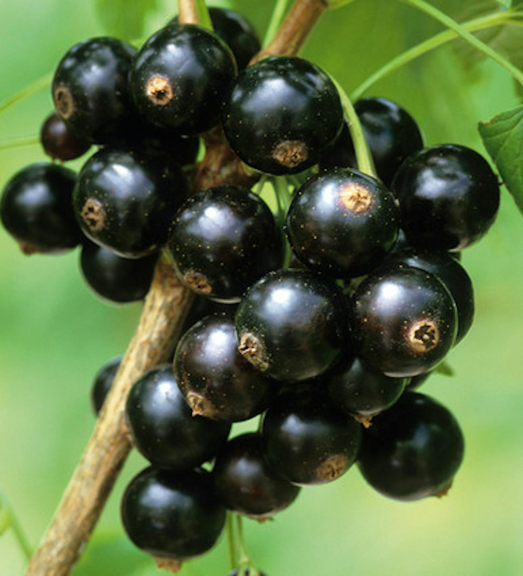 Blackcurrant 'Ebony'