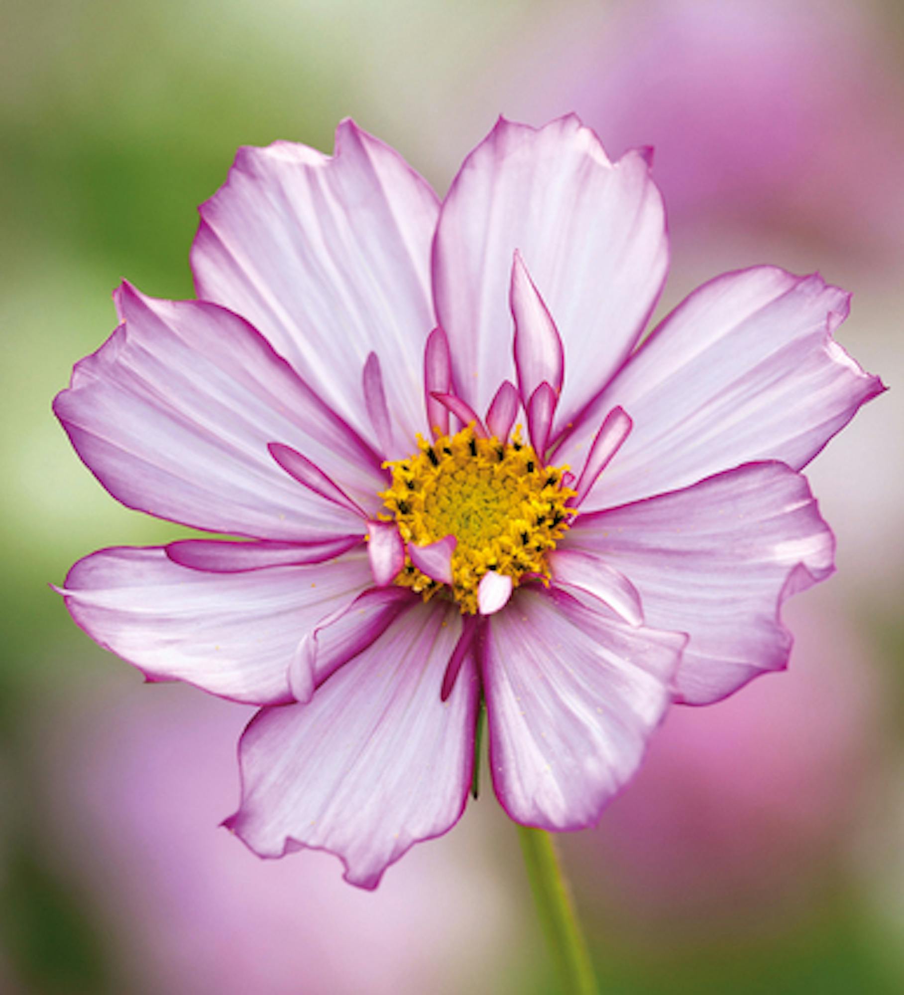 Cosmos bipinnatus 'Fizzy Rose Picotee'