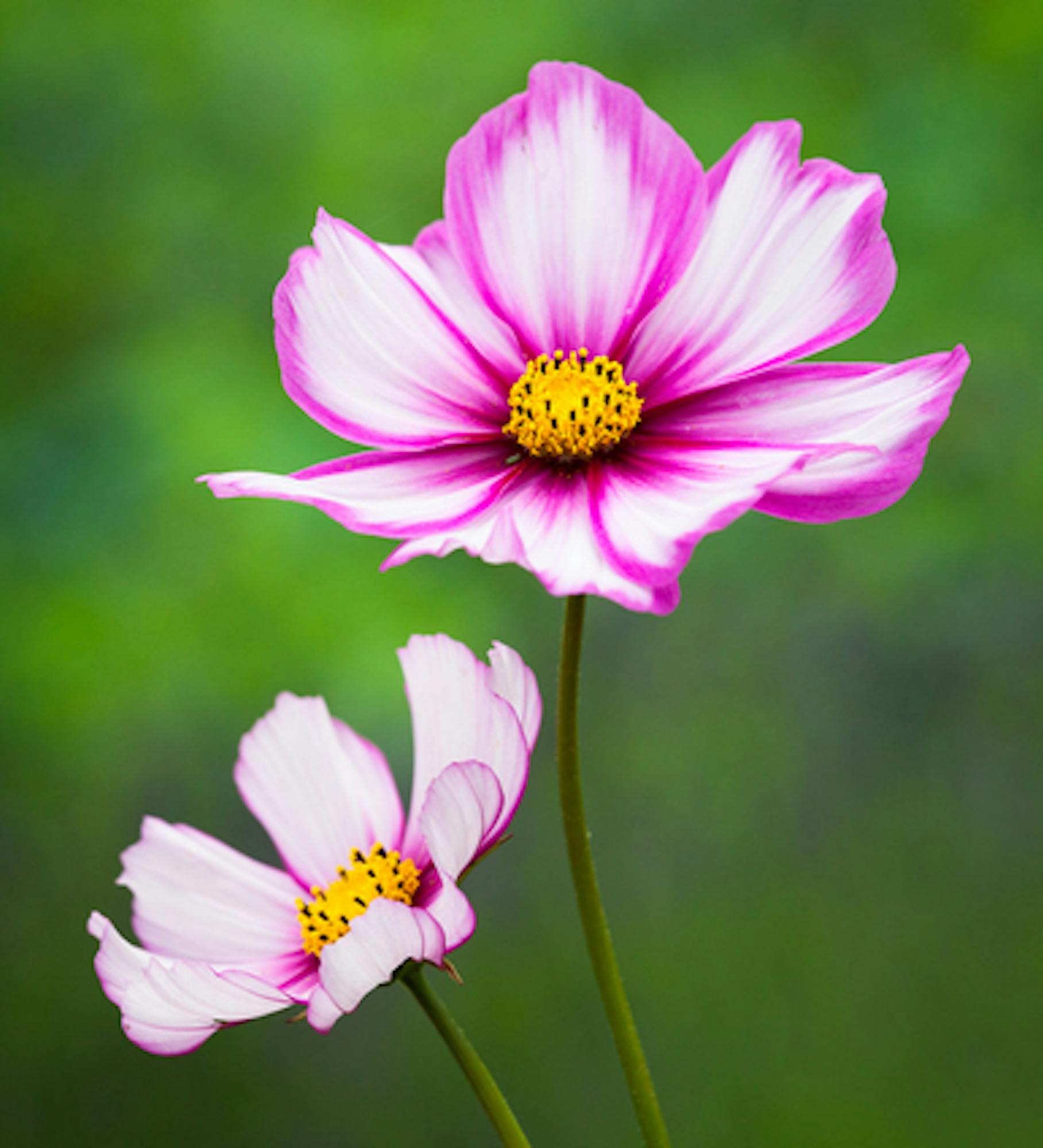 Cosmos bipinnatus 'Candy Stripe'