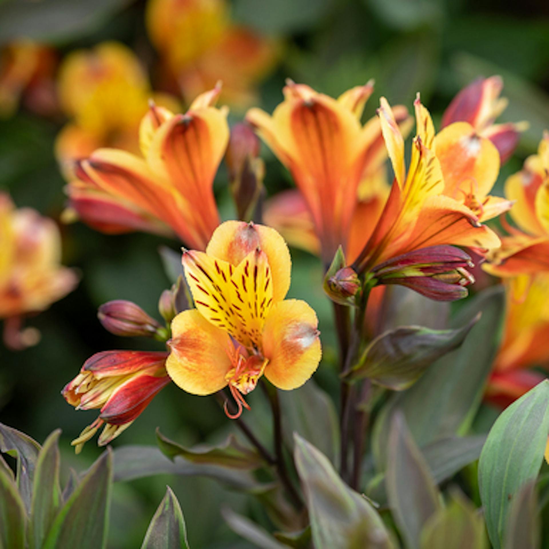 Alstroemeria Summer Paradise 'Summer Breeze'